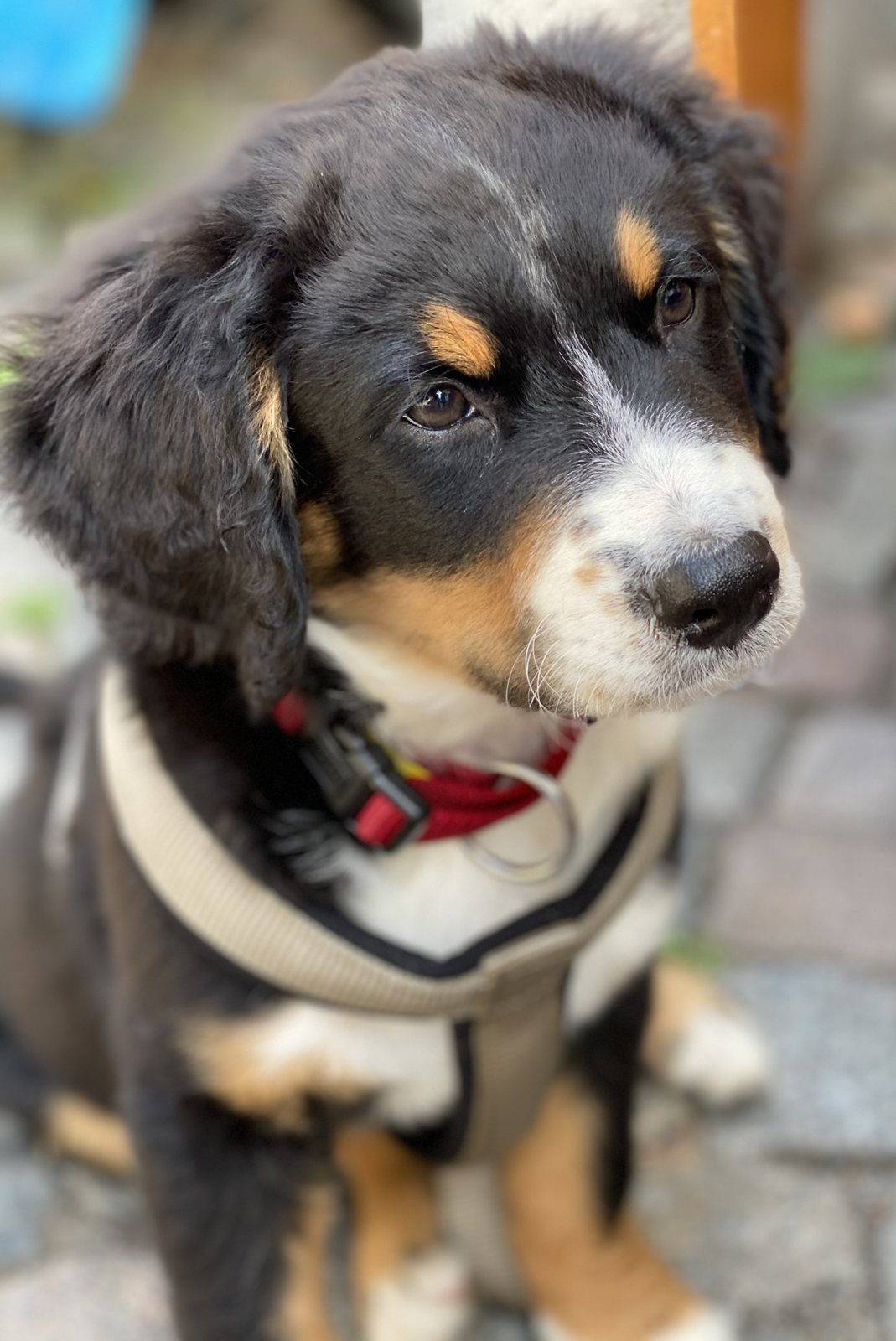 Junger schwarz-braun-weißer Hund