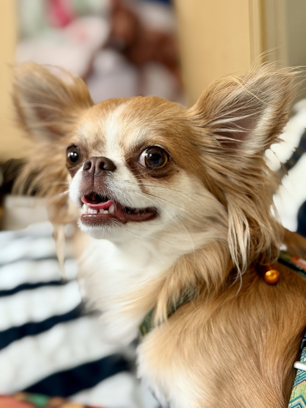 Langhaariger kleiner Hund mit aufmerksamem Blick